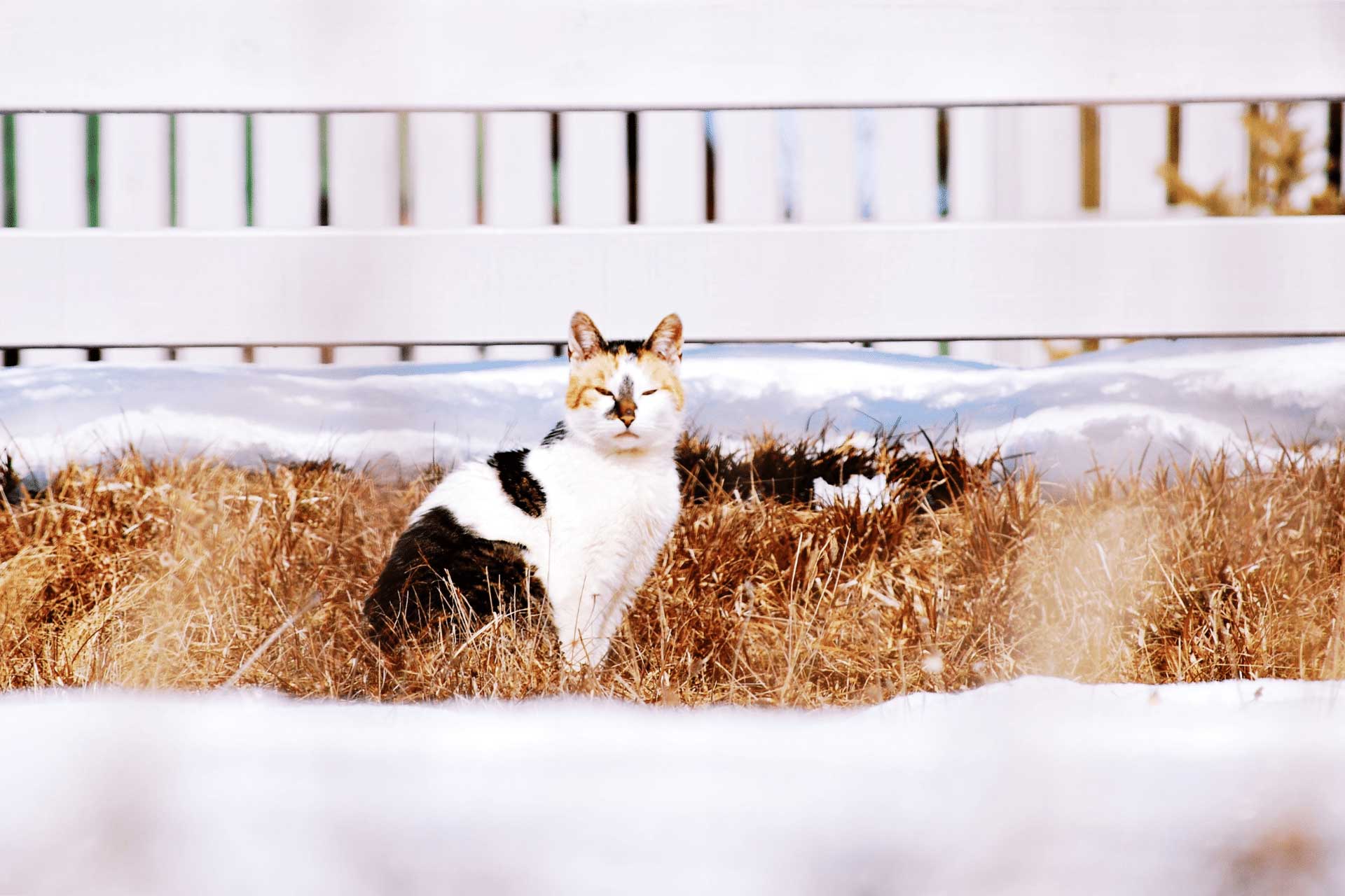 How To Keep Your Pet Healthy This Winter